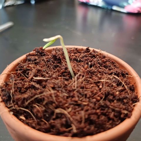 Gelato Auto Fast Buds growlog photo