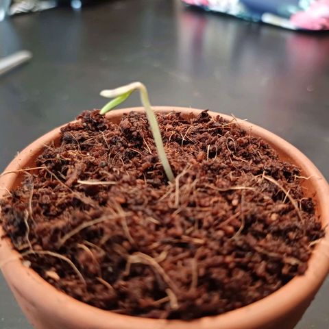 Gelato Auto Fast Buds growlog photo