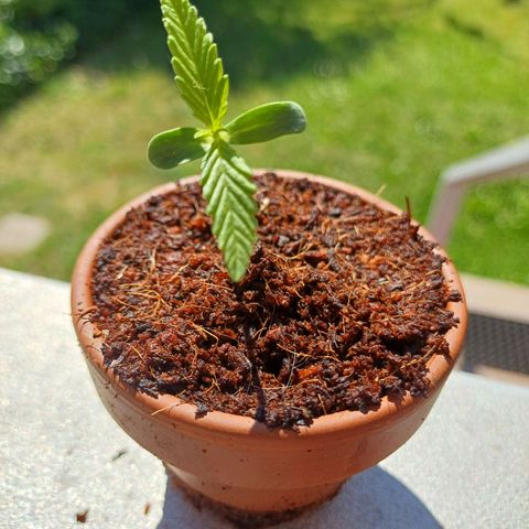 Gelato Auto Fast Buds growlog photo