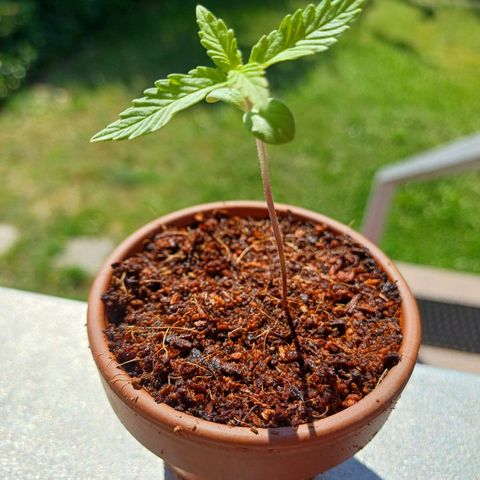 Pink Runtz Auto growlog timeline photo