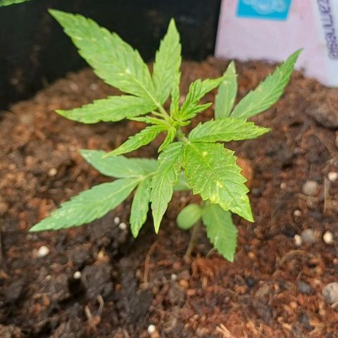 Pink Runtz Auto growlog photo: 3 days after transplant and really taking off.. a few lighter green specks on leave and will watch closely.
