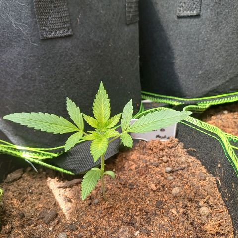 Gelato Auto Fast Buds growlog photo: 3 days after transplant and really taking off. 