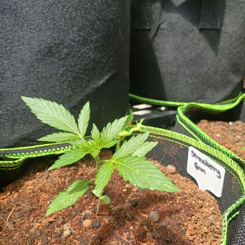 Auto Strawberry Gum growlog photo: Plant #1   3 days after transplant and really taking off.