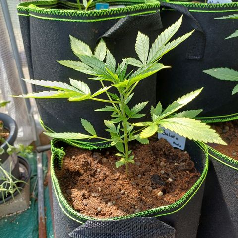 Gelato Auto Fast Buds growlog photo: 4 weeks to go