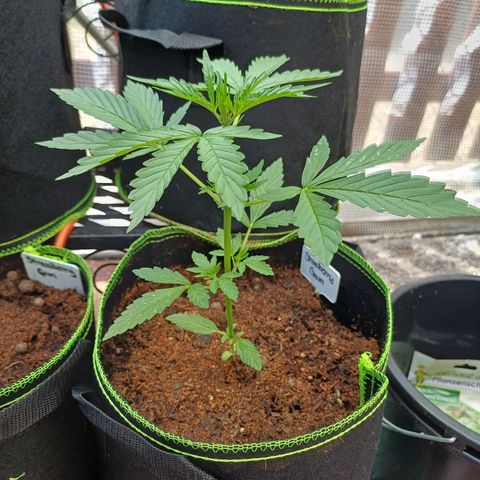 Auto Strawberry Gum growlog photo: Straw #1
4 weeks to go