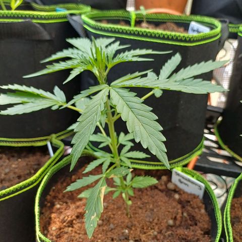 Auto Strawberry Gum growlog photo: Straw #1
4weeks to go