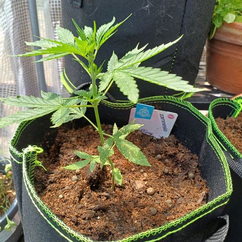 Pink Runtz Auto growlog photo: 4 weeks to go