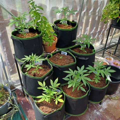 Gelato Auto Fast Buds growlog photo: The girls in all thier glory between 4 to 5 weeks old.