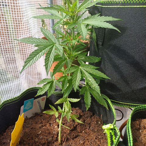 Pink Runtz Auto growlog timeline photo