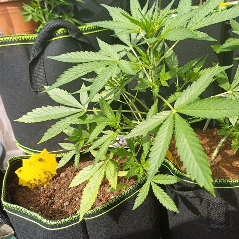 Gelato Auto Fast Buds growlog timeline photo