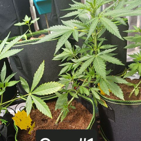 Auto Strawberry Gum growlog timeline photo