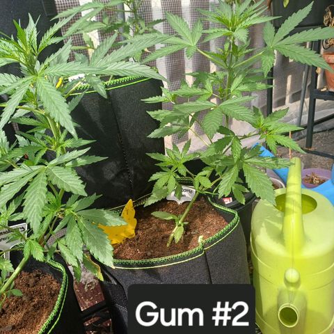 Auto Strawberry Gum growlog timeline photo