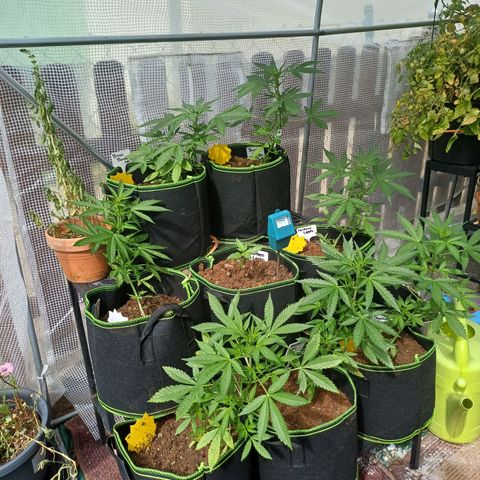 Gelato Auto Fast Buds growlog photo: Responding well to the CalMag