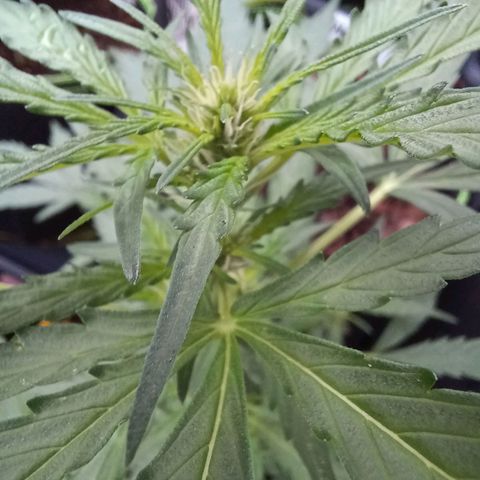 Auto Strawberry Gum growlog timeline photo