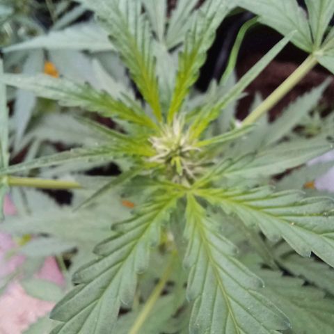 Auto Strawberry Gum growlog timeline photo