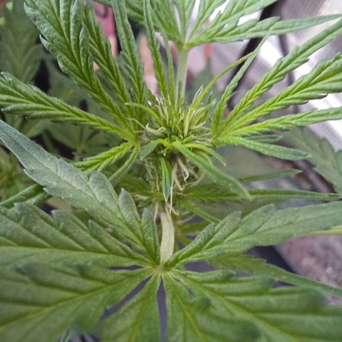Gelato Auto Fast Buds growlog timeline photo
