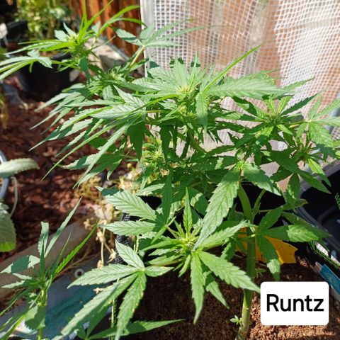 Pink Runtz Auto growlog timeline photo