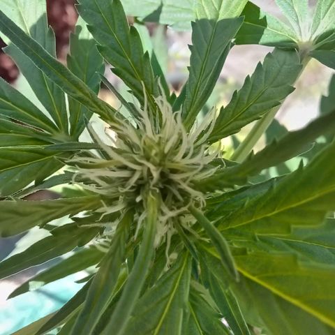 Pink Runtz Auto growlog timeline photo