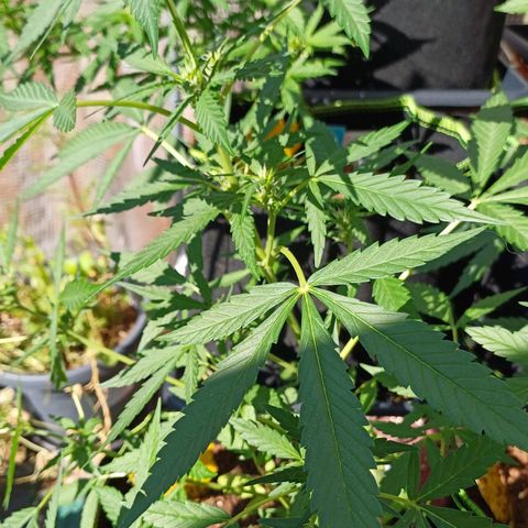 Gelato Auto Fast Buds growlog timeline photo