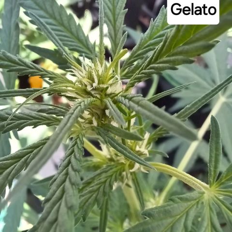 Gelato Auto Fast Buds growlog timeline photo