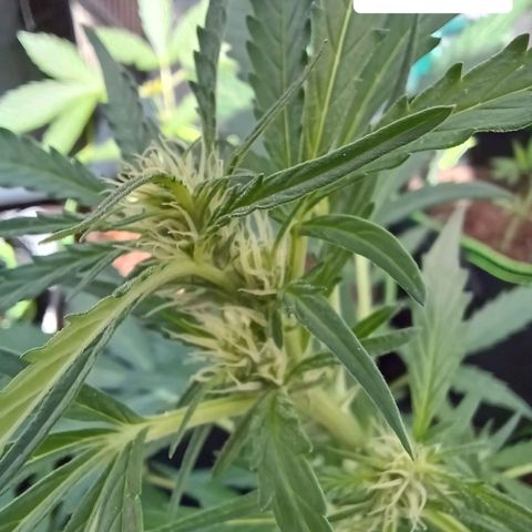 Auto Strawberry Gum growlog timeline photo