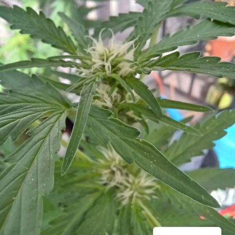 Auto Strawberry Gum growlog timeline photo