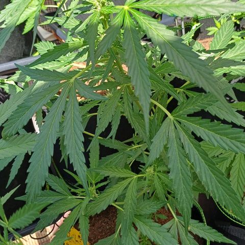 Auto Strawberry Gum growlog timeline photo