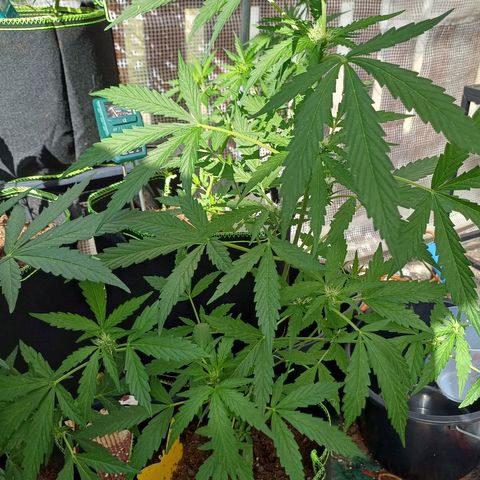 Auto Strawberry Gum growlog timeline photo