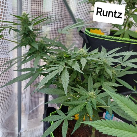 Pink Runtz Auto growlog timeline photo