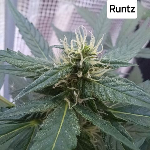 Pink Runtz Auto growlog timeline photo
