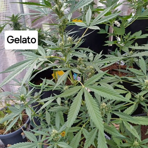 Gelato Auto Fast Buds growlog timeline photo