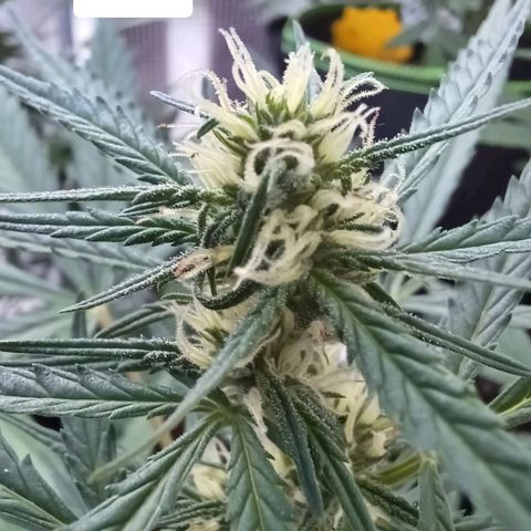 Gelato Auto Fast Buds growlog timeline photo