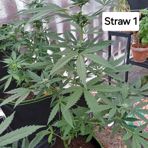 Auto Strawberry Gum growlog timeline photo