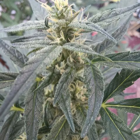Auto Strawberry Gum growlog timeline photo