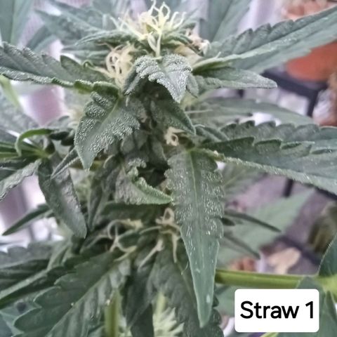 Auto Strawberry Gum growlog timeline photo