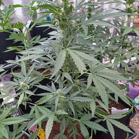 Auto Strawberry Gum growlog timeline photo