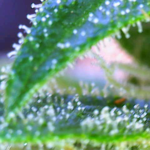 Pink Runtz Auto growlog photo: Still not ready even after 68 days