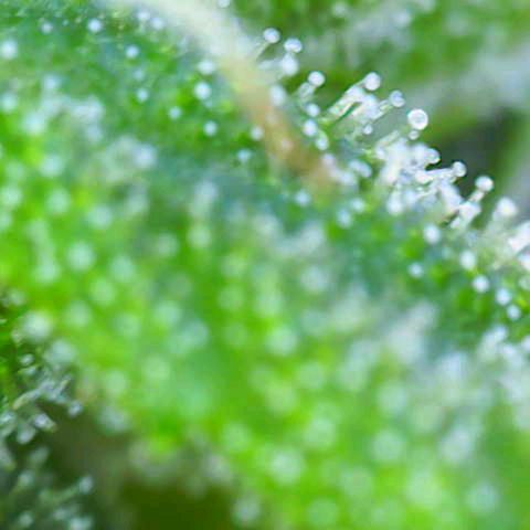 Gelato Auto Fast Buds growlog timeline photo