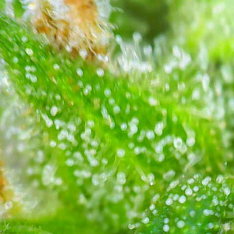 Auto Strawberry Gum growlog timeline photo