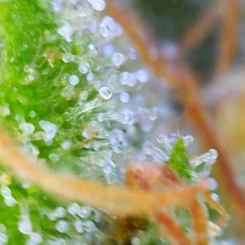 Auto Strawberry Gum growlog timeline photo
