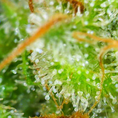 Auto Strawberry Gum growlog timeline photo