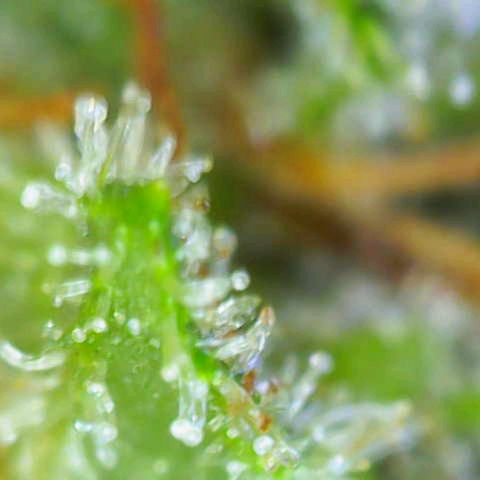 Auto Strawberry Gum growlog timeline photo