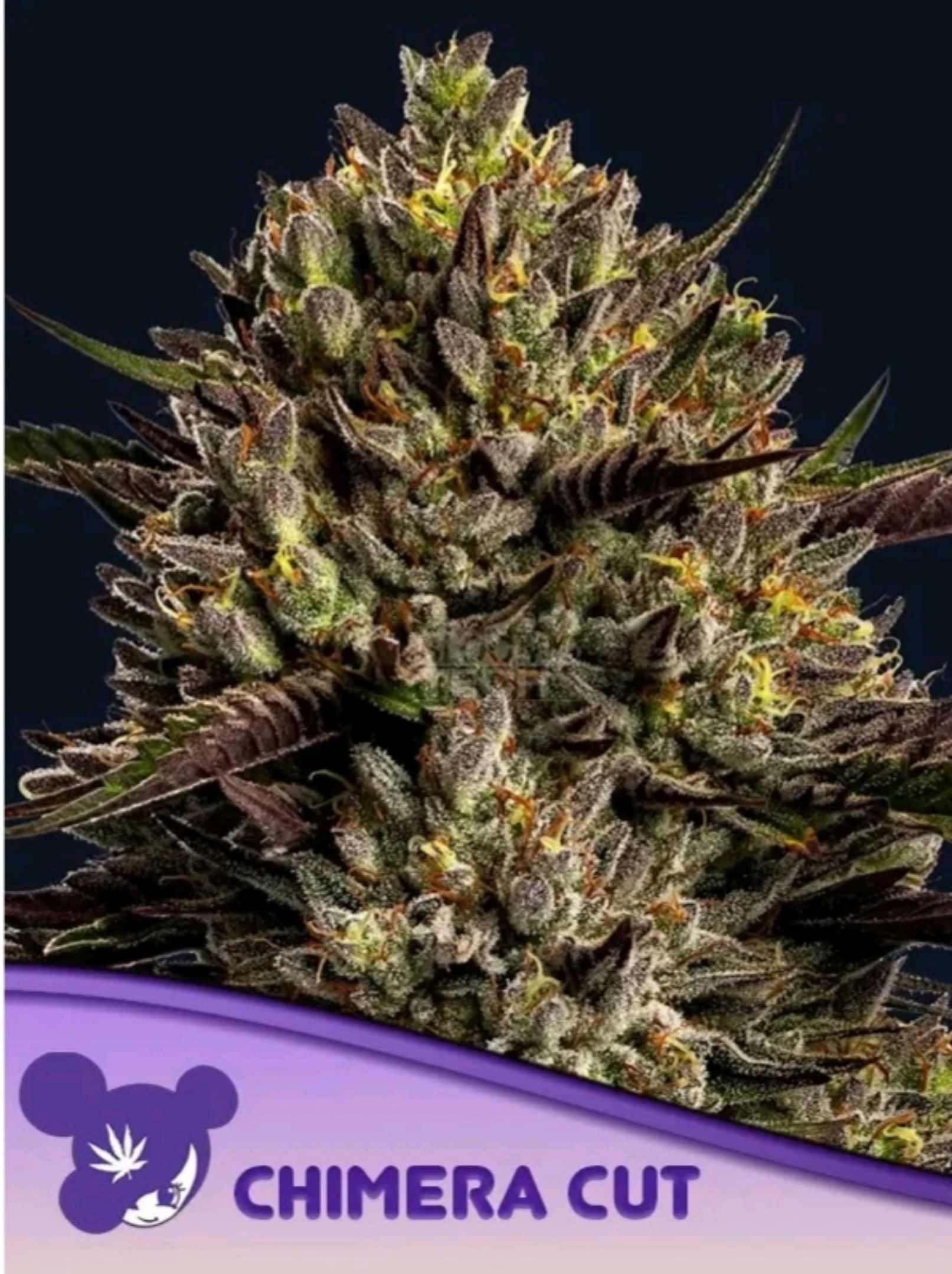 Chimera Cut #1 growlog header