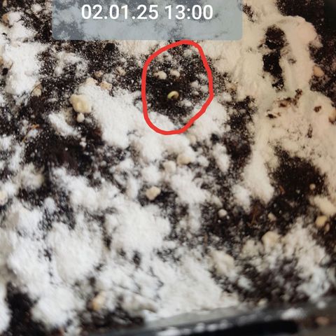 Chimera Cut #1 growlog photo