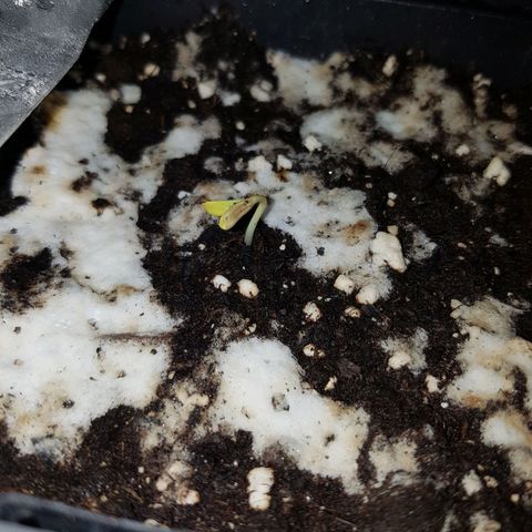 Chimera Cut #1 growlog photo