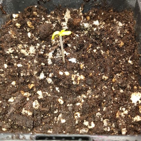 Chimera Cut #1 growlog photo