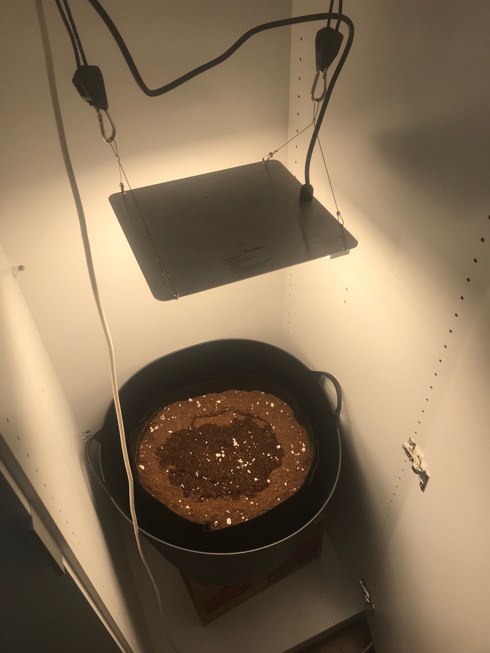 Gorilla Glue #4 x Tangie (Blue) growlog header