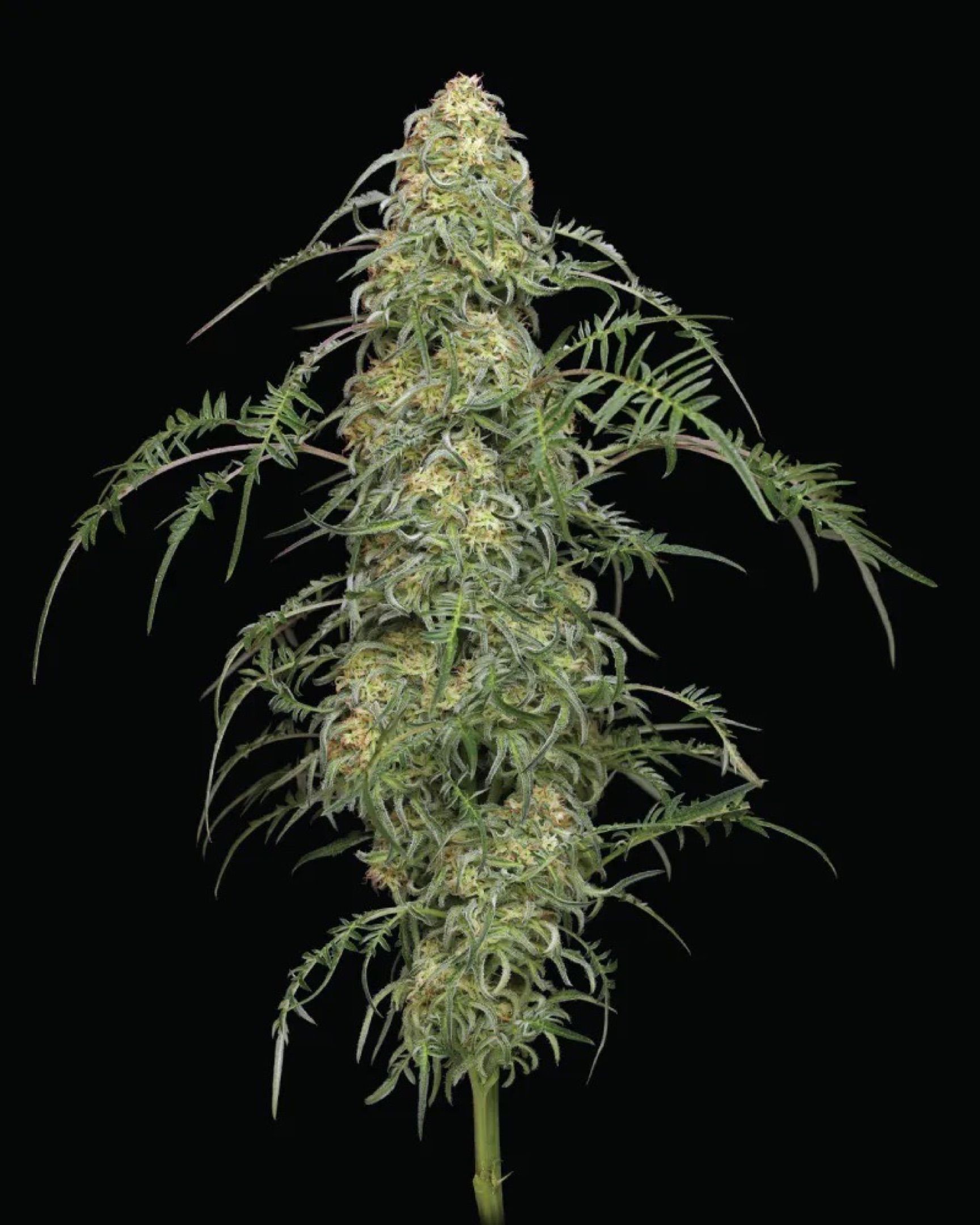 Freakshow growlog header