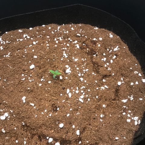 Gorilla Glue #4 x Tangie (Blue) growlog photo