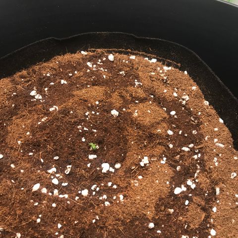 Gorilla Glue #4 x Tangie (Blue) growlog photo